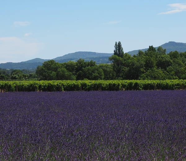 Vignoble vins de Provence